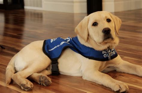 Service dog how much. Things To Know About Service dog how much. 